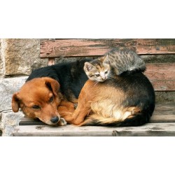 Presenciou maus-tratos a um animal em Campo Largo? Saiba como denunciar